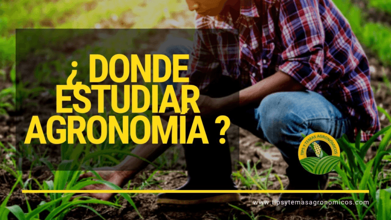 Estudiar Agronomía: Una Carrera con Futuro en el Sector Agrícola