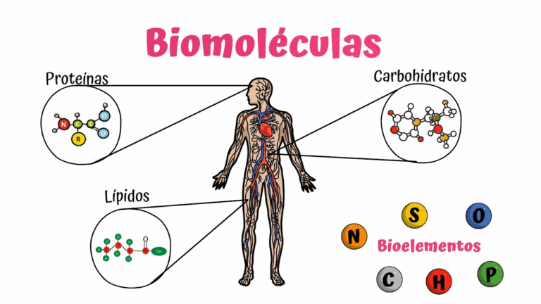 Carbohidratos, Lípidos y Proteínas: Una Guía para el IPN