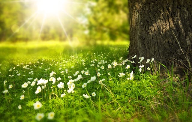 Sumérgete en el Naturalismo: Una mirada profunda a la conexión con la naturaleza Sumérgete en el Naturalismo: Una mirada profunda a la conexión con la naturaleza