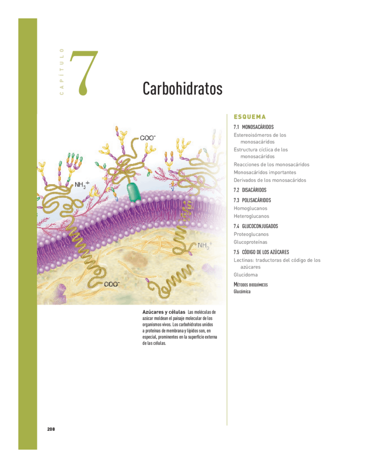 Descubre el Enlace Glucosídico: Clave para entender la química de los carbohidratos