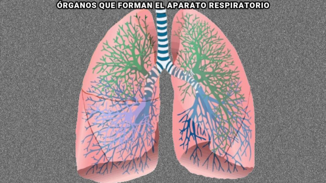 la-asombrosa-anatomia-del-sistema-respiratorio-conoce-cada-parte