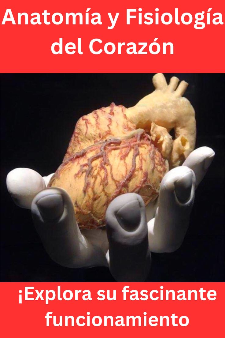 la Fascinante Anatomía y Fisiología del Corazón: ¡Conoce su Funcionamiento!