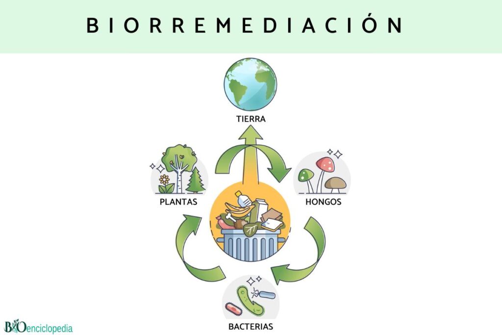 que es la biorremediación